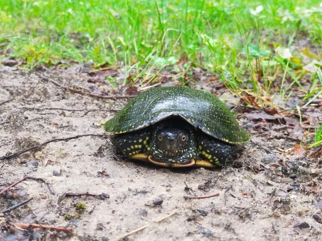 Recensement des populations de Cistude d’Europe